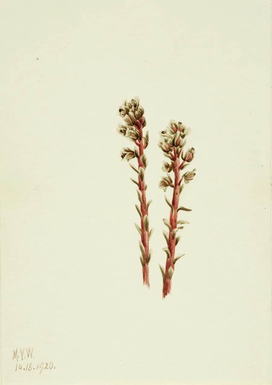 Red Pinesap (Hypopitys lanuginosa) by Mary Vaux Walcott, born Philadelphia, PA 1860-died St. Andrews, New Brunswick, Canada 1940