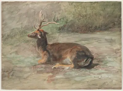 Stag Lying Down