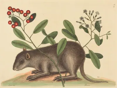 The Bahama Coney (Mus Monax)