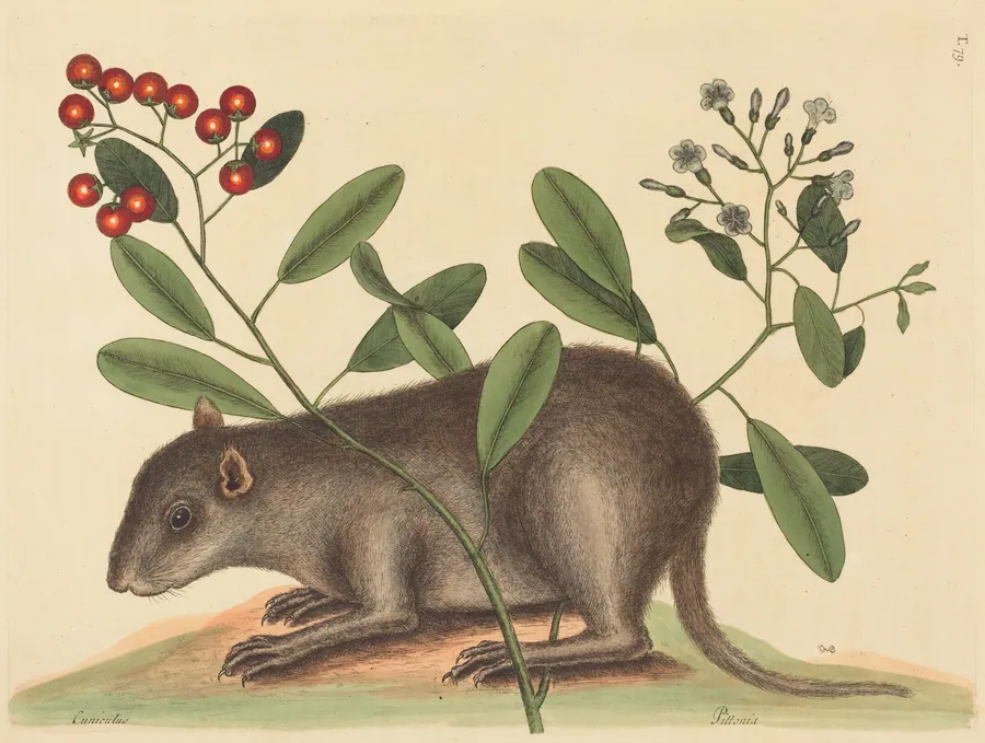 The Bahama Coney (Mus Monax) by Mark Catesby