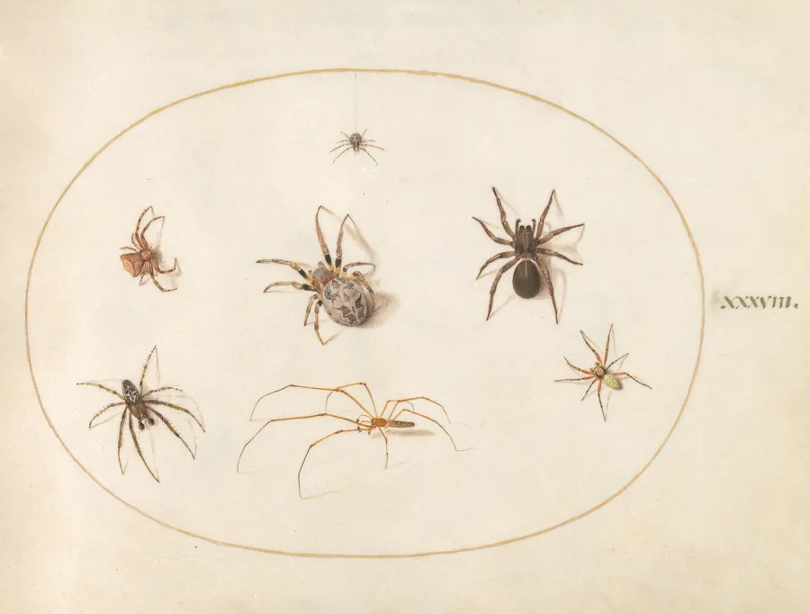 Plate 38: Seven Spiders by Joris Hoefnagel