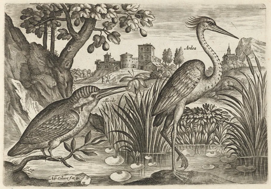Kingfisher and Grey Heron by Adriaen Collaert
