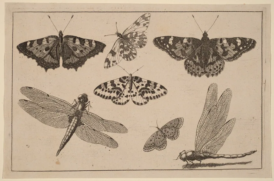 Two Dragonflies and Five Butterflies by Wenceslaus Hollar
