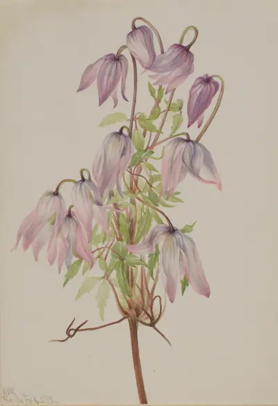 Jicarilla (Clematis pseudoalpina)