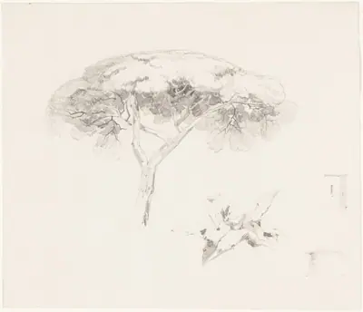 Umbrella Pine and Other Studies
