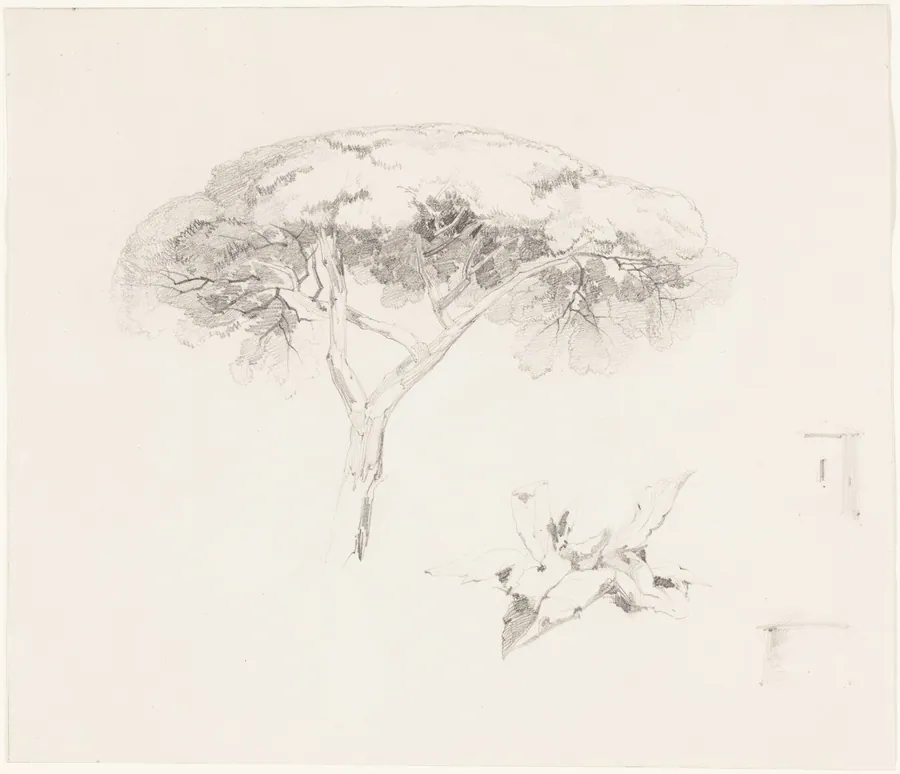 Umbrella Pine and Other Studies by Edward Lear