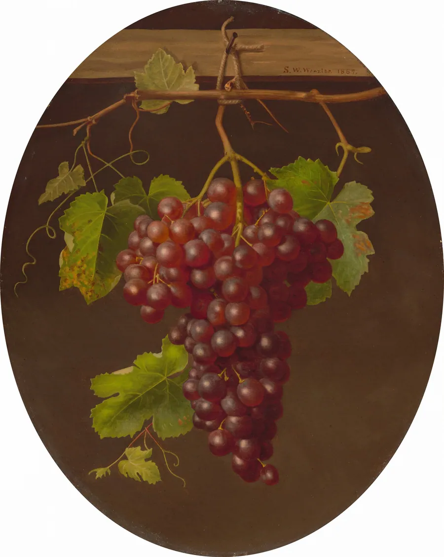 Hanging Bunch of Grapes by Sarah Wilhelmina Wenzler