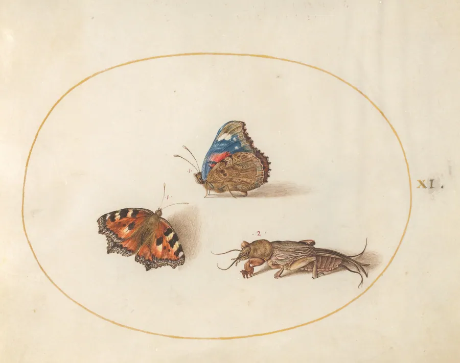 Plate 11: Small Tortoiseshell and Red Admiral Butterflies with a Mole Cricket by Joris Hoefnagel