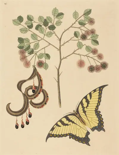 Cat's Claw (Mimosa circinalis)