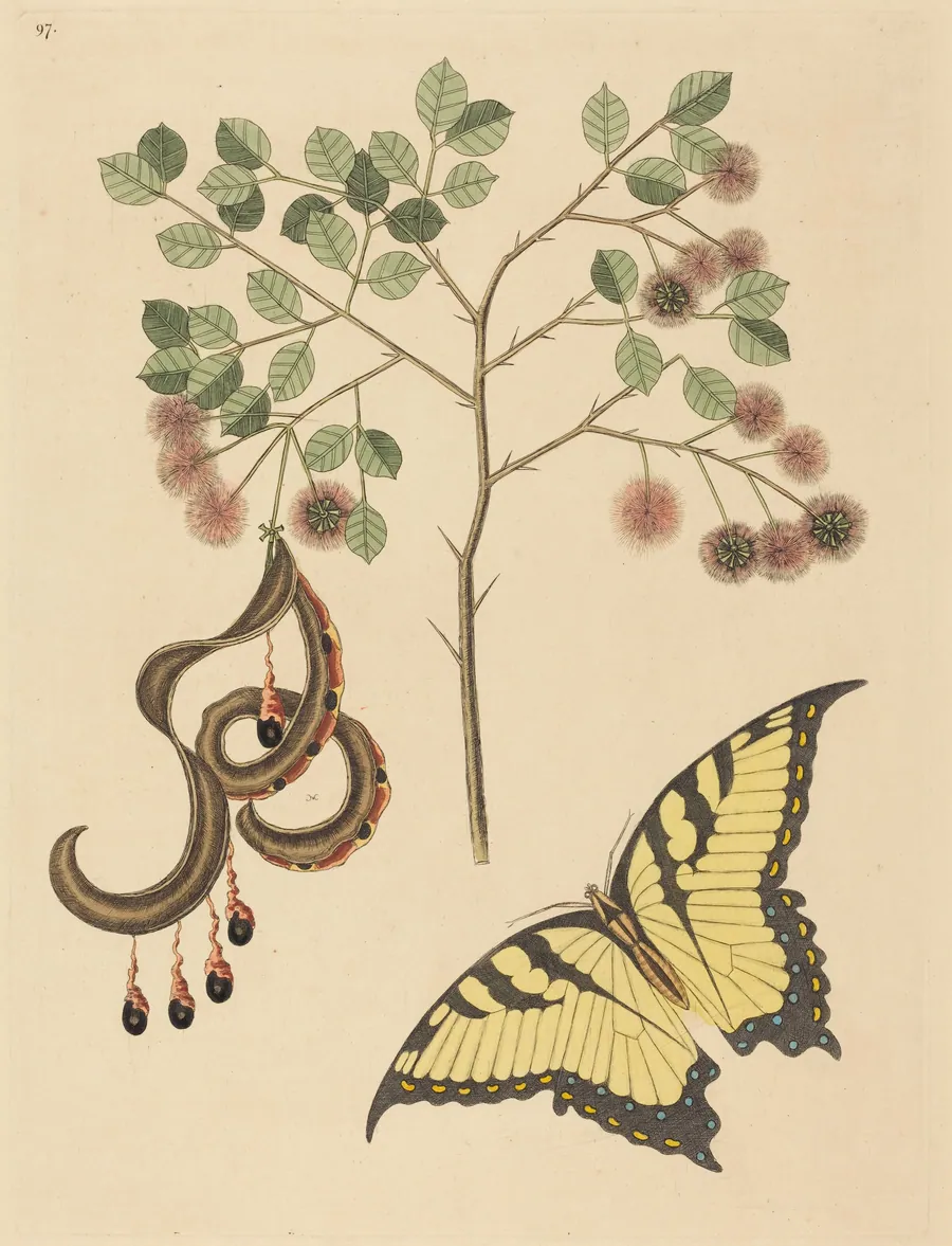 Cat's Claw (Mimosa circinalis) by Mark Catesby