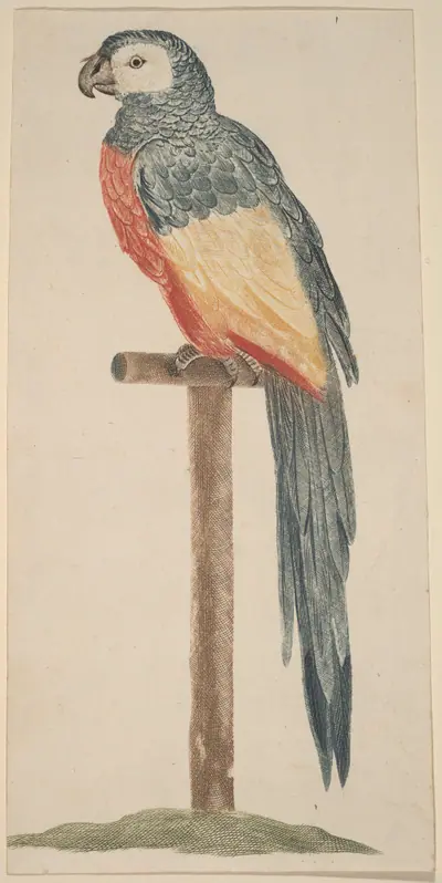 Parrot (Ara)