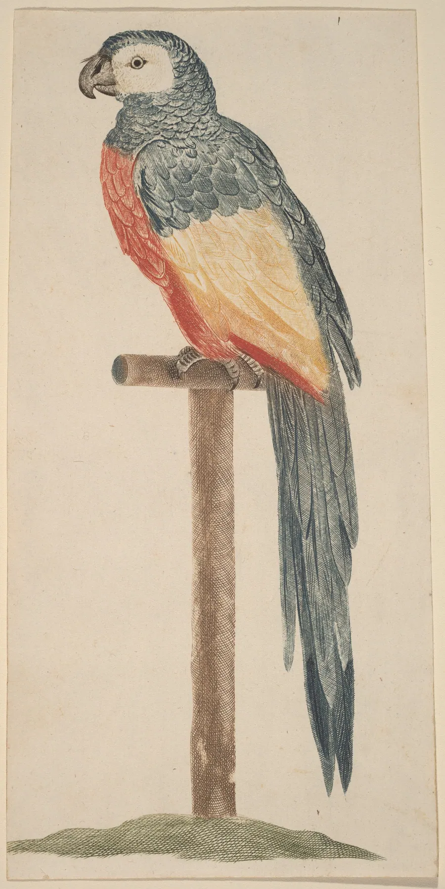 Parrot (Ara) by Johann Teyler