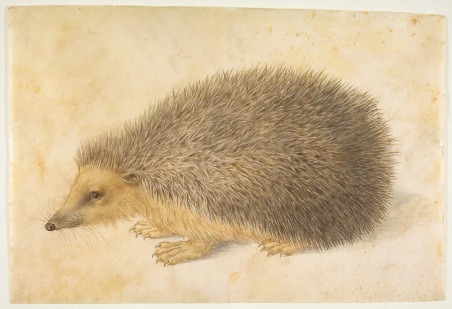 A Hedgehog (Erinaceus roumanicus) by Hans Hoffmann