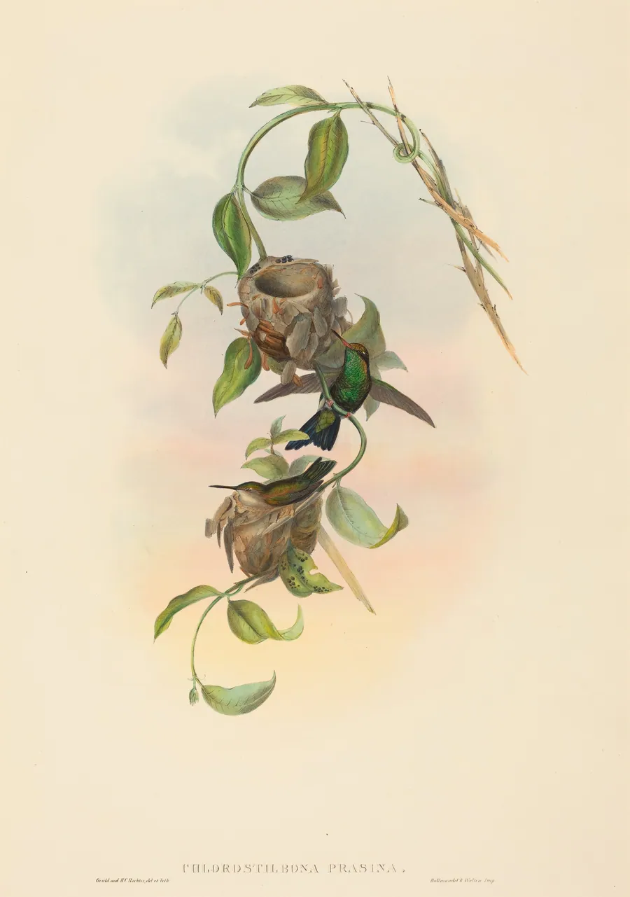 Chlorostilbona prasina (Puncheran's Emerald) by John Gould