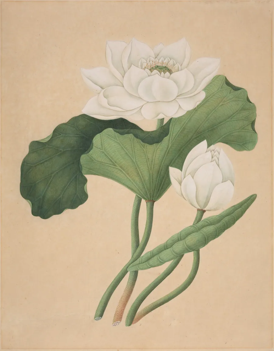 East Indian Lotus (Nelumbo nucifera) by British 19th Century