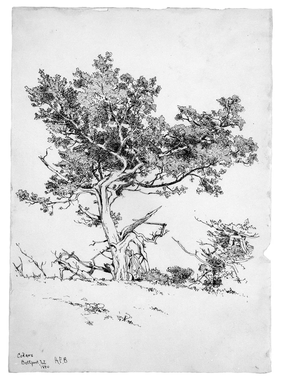 Cedars, Bellport, Long Island by Andrew Fisher Bunner