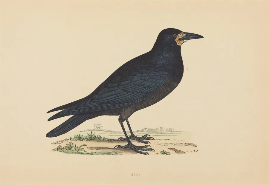 Rook by British 19th Century