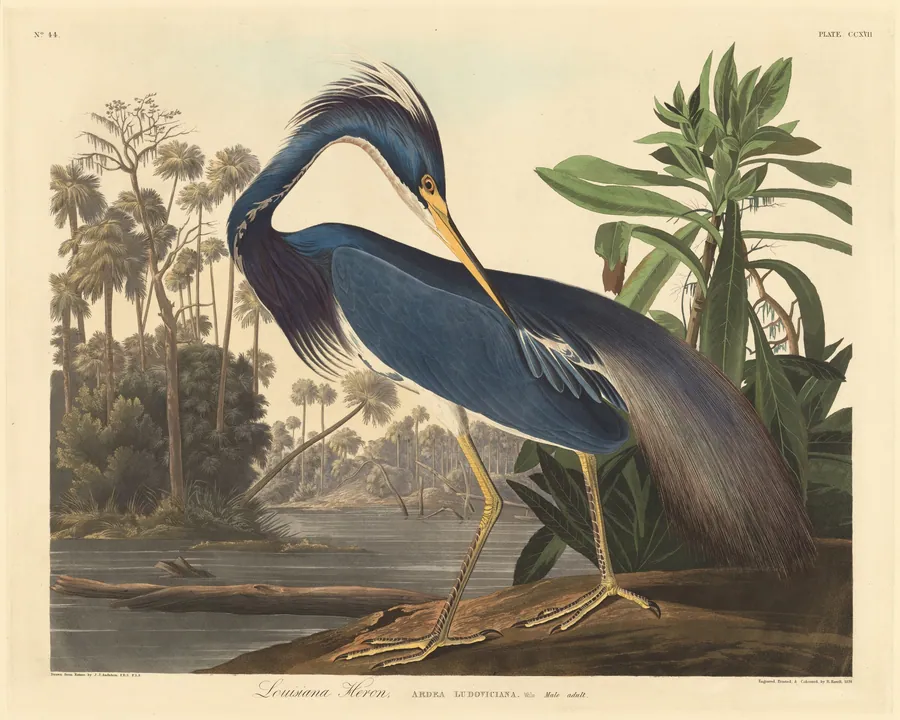 Louisiana Heron by Robert Havell, Jr.