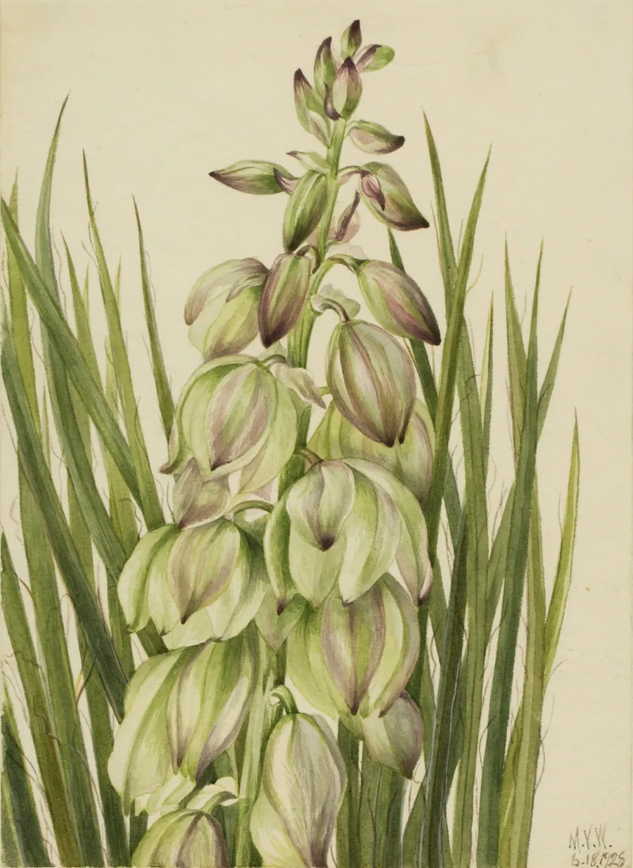 Yucca (Yucca baileyi) by Mary Vaux Walcott, born Philadelphia, PA 1860-died St. Andrews, New Brunswick, Canada 1940