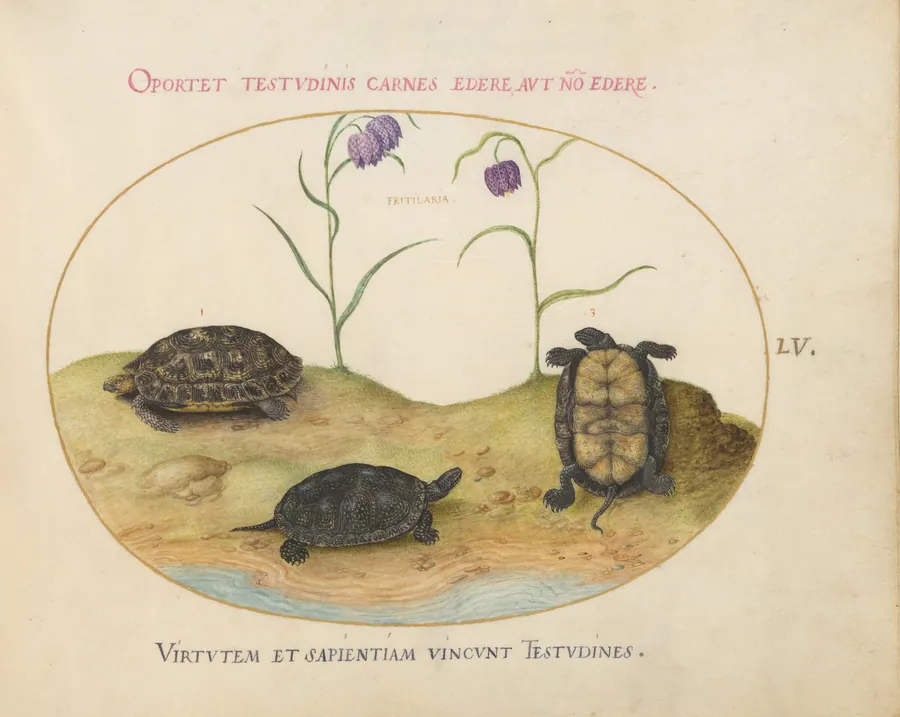 Plate 55: A Hermann's or Greek Tortoise, Two European Pond Turtles, and Two Fritillaria by Joris Hoefnagel
