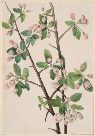 Wild Sweet Crab (Malus coronaria)