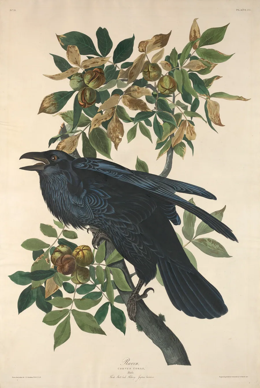Raven by Robert Havell, Jr.