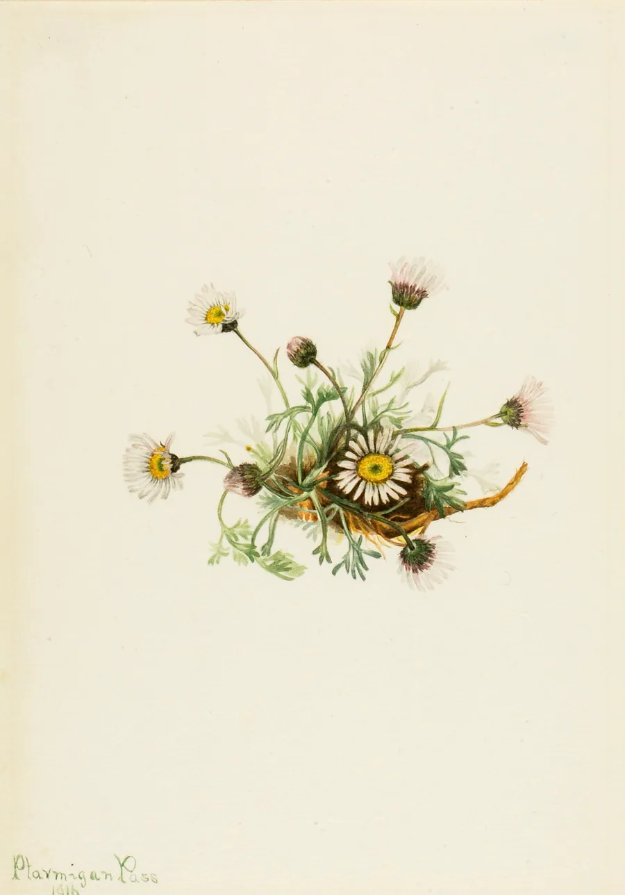 Cut-Leaf Fleabane (Erigeron compositus) by Mary Vaux Walcott, born Philadelphia, PA 1860-died St. Andrews, New Brunswick, Canada 1940