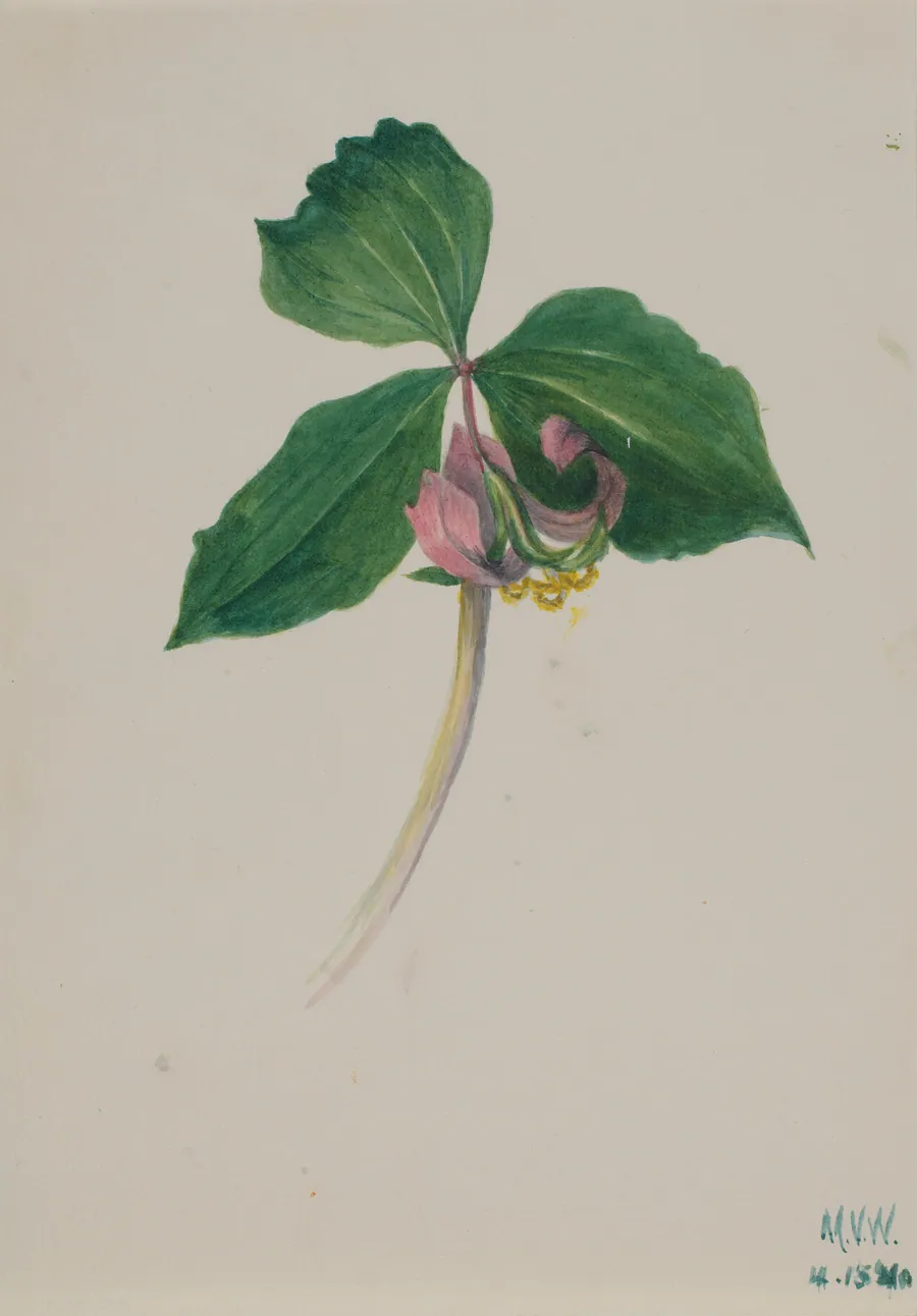 Untitled by Mary Vaux Walcott, born Philadelphia, PA 1860-died St. Andrews, New Brunswick, Canada 1940