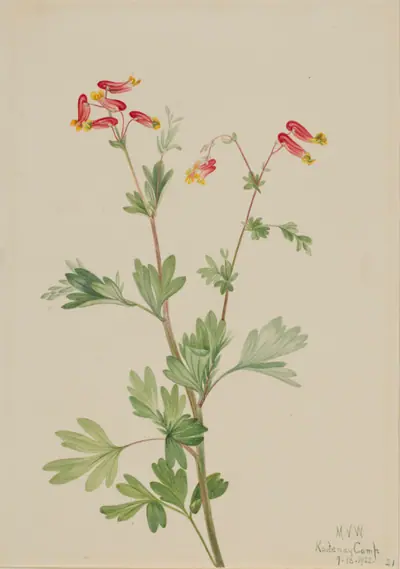 Pink Fumeroot (Capnoides sempervirens)