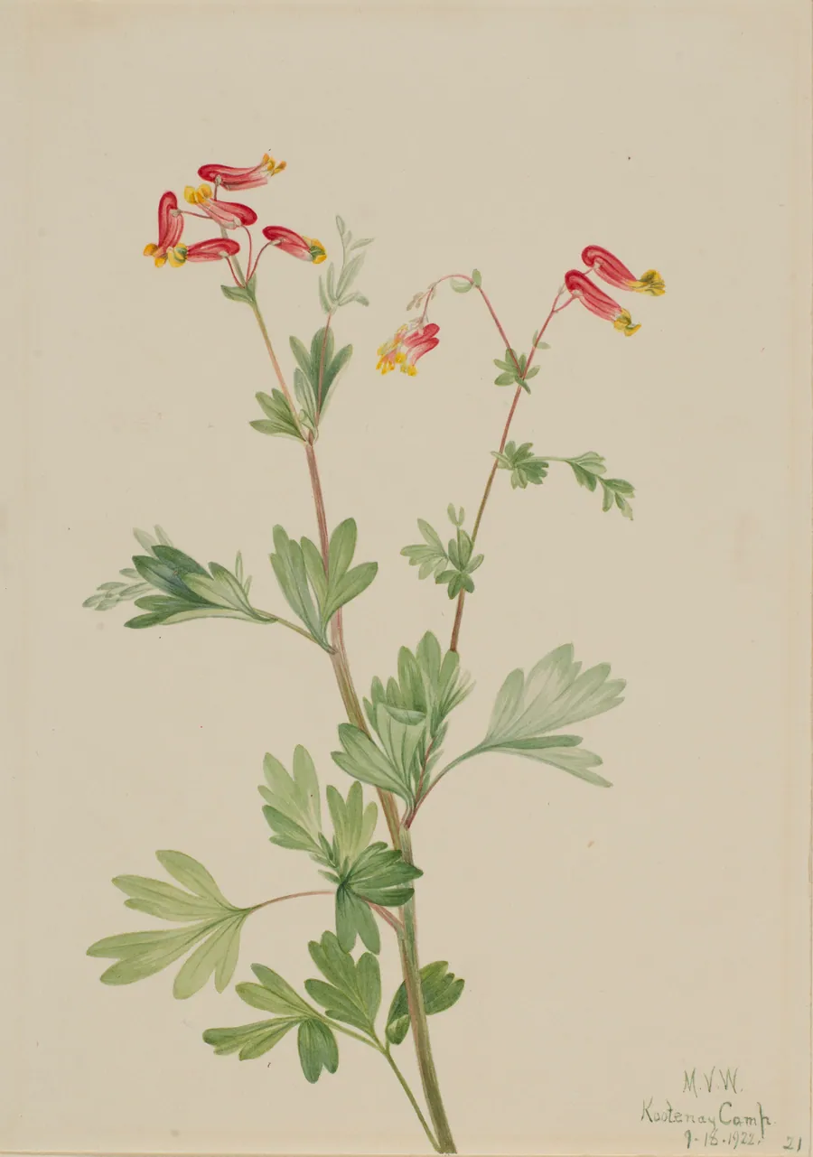 Pink Fumeroot (Capnoides sempervirens) by Mary Vaux Walcott, born Philadelphia, PA 1860-died St. Andrews, New Brunswick, Canada 1940