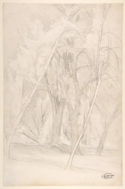 Forest Interior