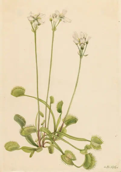 Venus Flytrap (Dionaea muscipula)