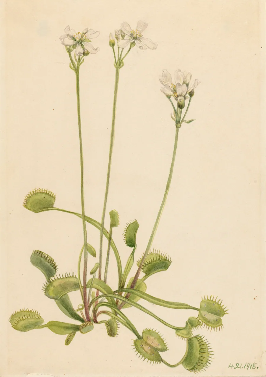 Venus Flytrap (Dionaea muscipula) by Mary Vaux Walcott, born Philadelphia, PA 1860-died St. Andrews, New Brunswick, Canada 1940