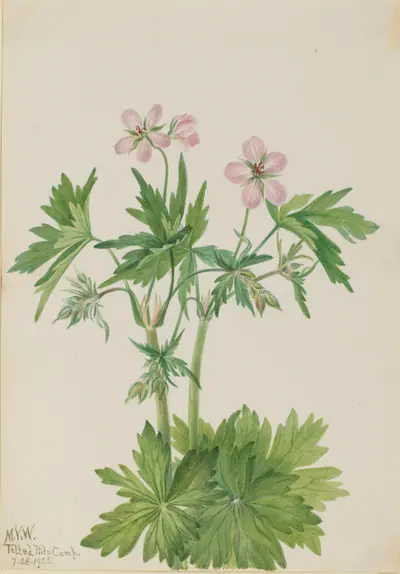 Western Cranesbill (Geranium viscosissimum)