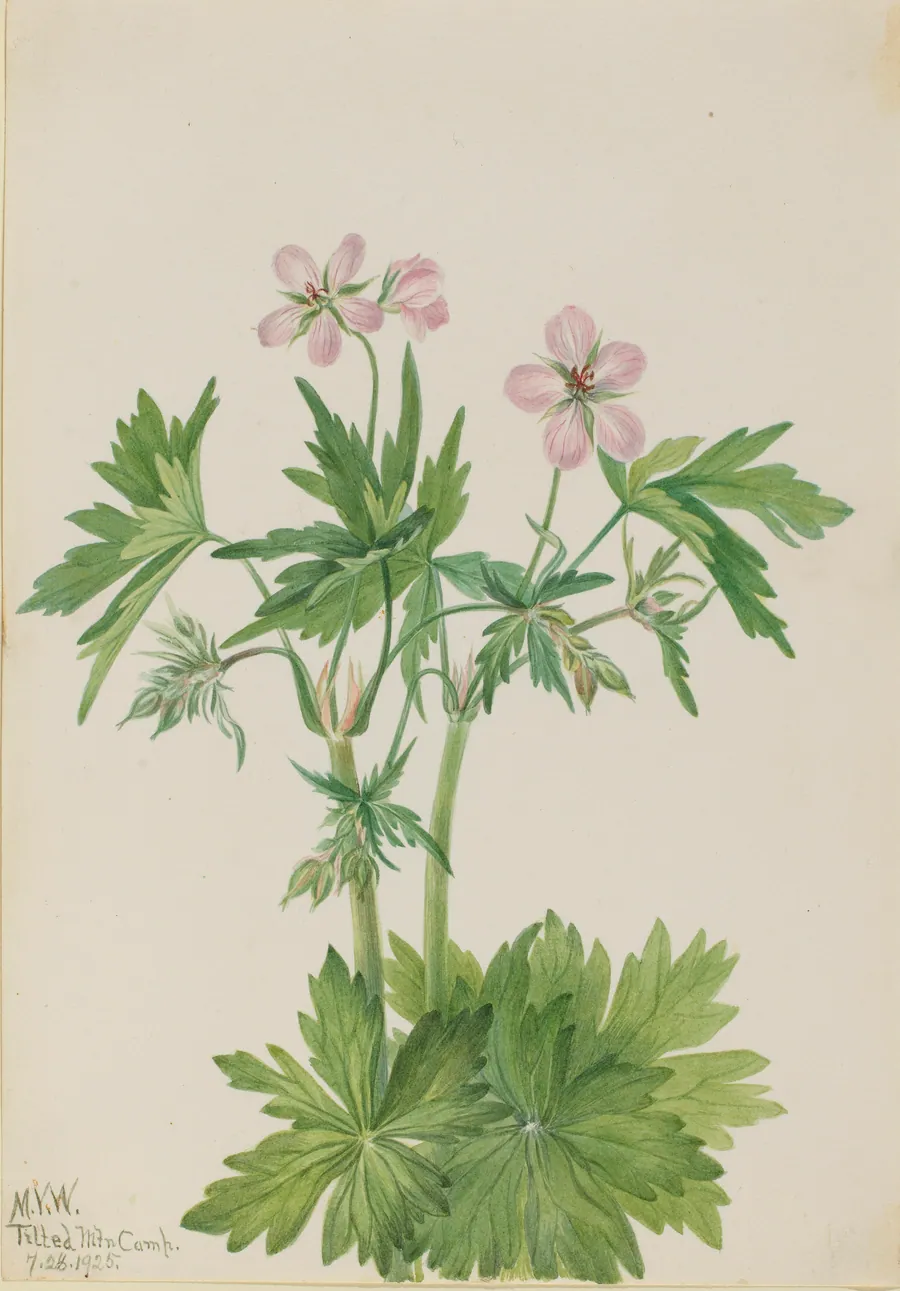 Western Cranesbill (Geranium viscosissimum) by Mary Vaux Walcott, born Philadelphia, PA 1860-died St. Andrews, New Brunswick, Canada 1940