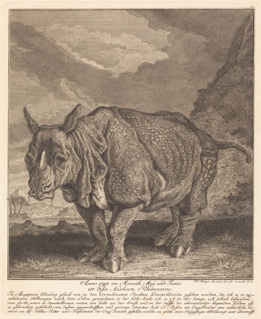 Nashorn Rhinoceros by Johann Elias Ridinger