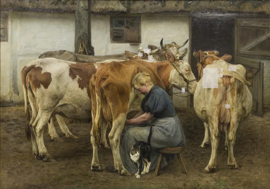 Køerne malkes. Vestjylland by N.P. Mols