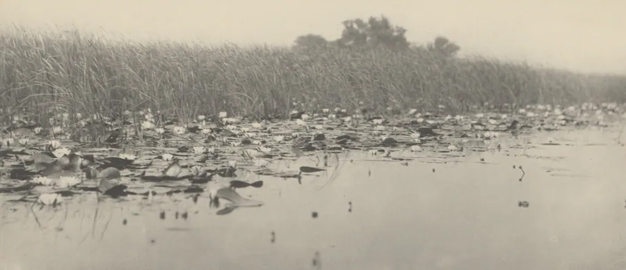 Water-Lilies by T.F. Goodall