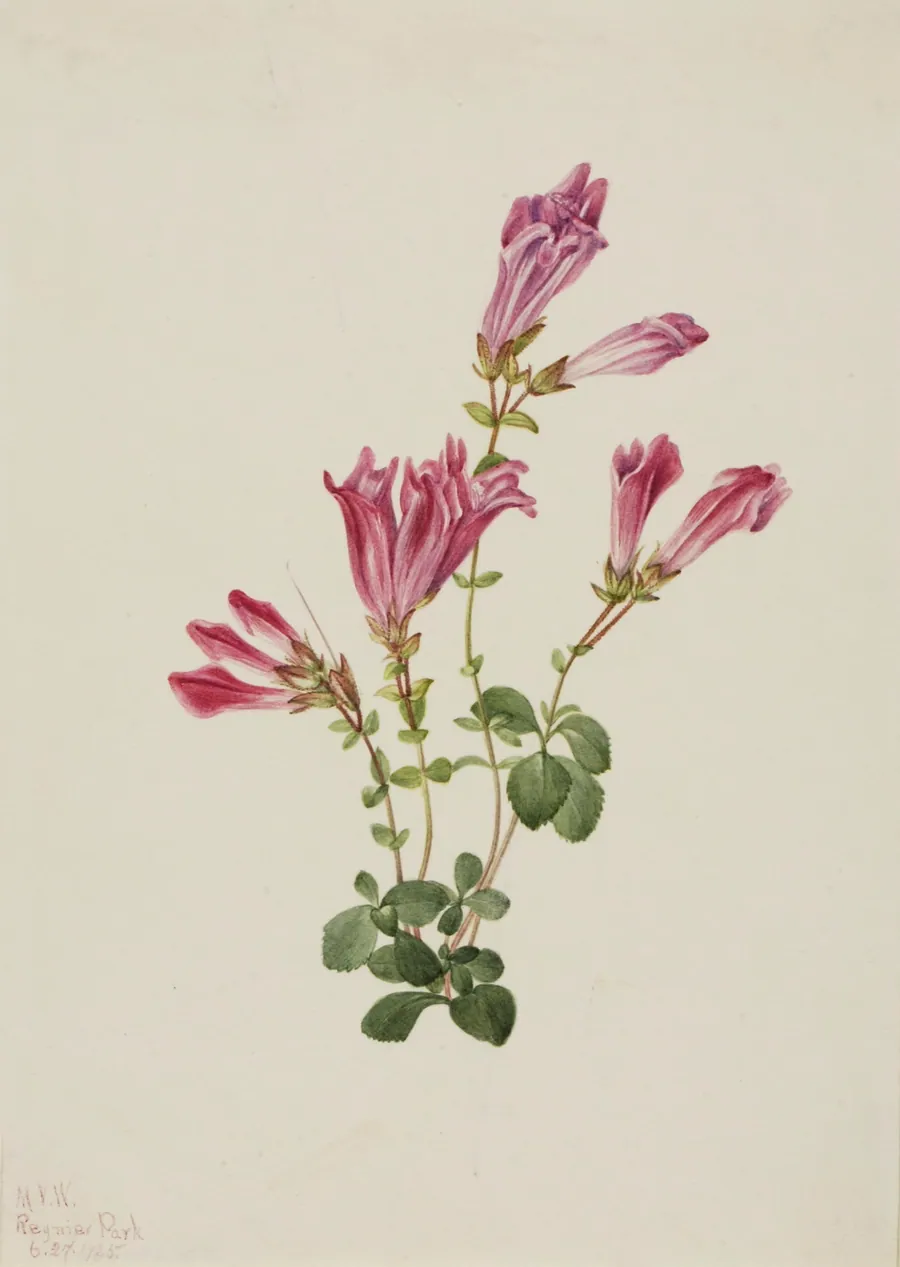 Menzies Pentstemon (Pentstemon menziesii) by Mary Vaux Walcott, born Philadelphia, PA 1860-died St. Andrews, New Brunswick, Canada 1940
