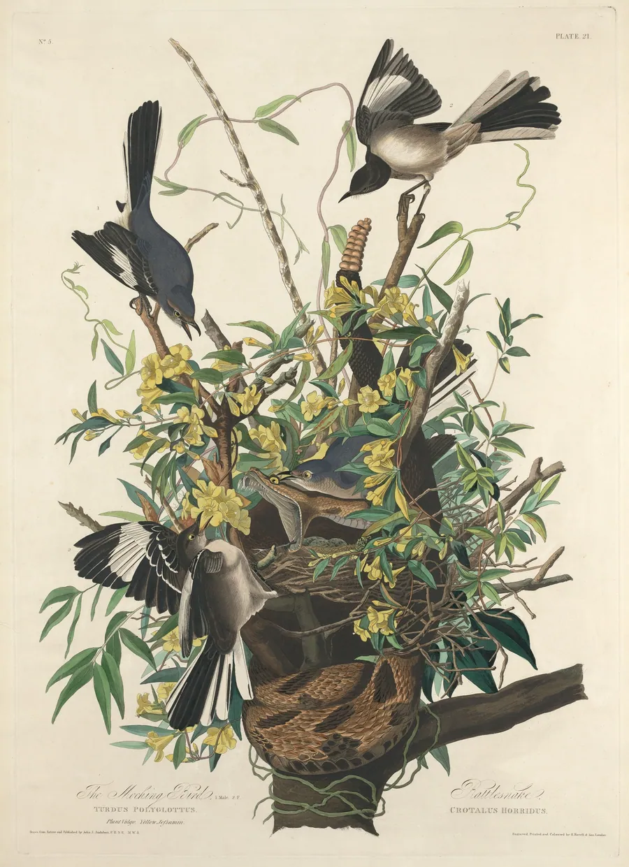 The Mocking Bird by Robert Havell, Jr.