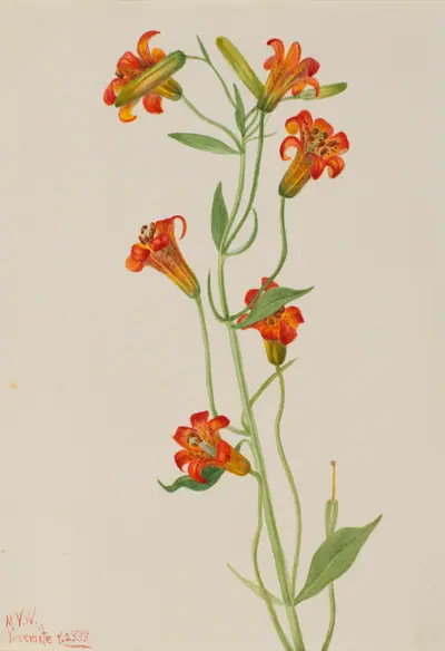 Small Tiger Lily (Lilium parvum)