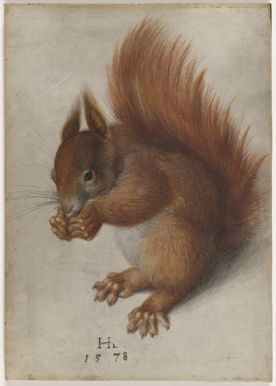 Red Squirrel by Hans Hoffmann
