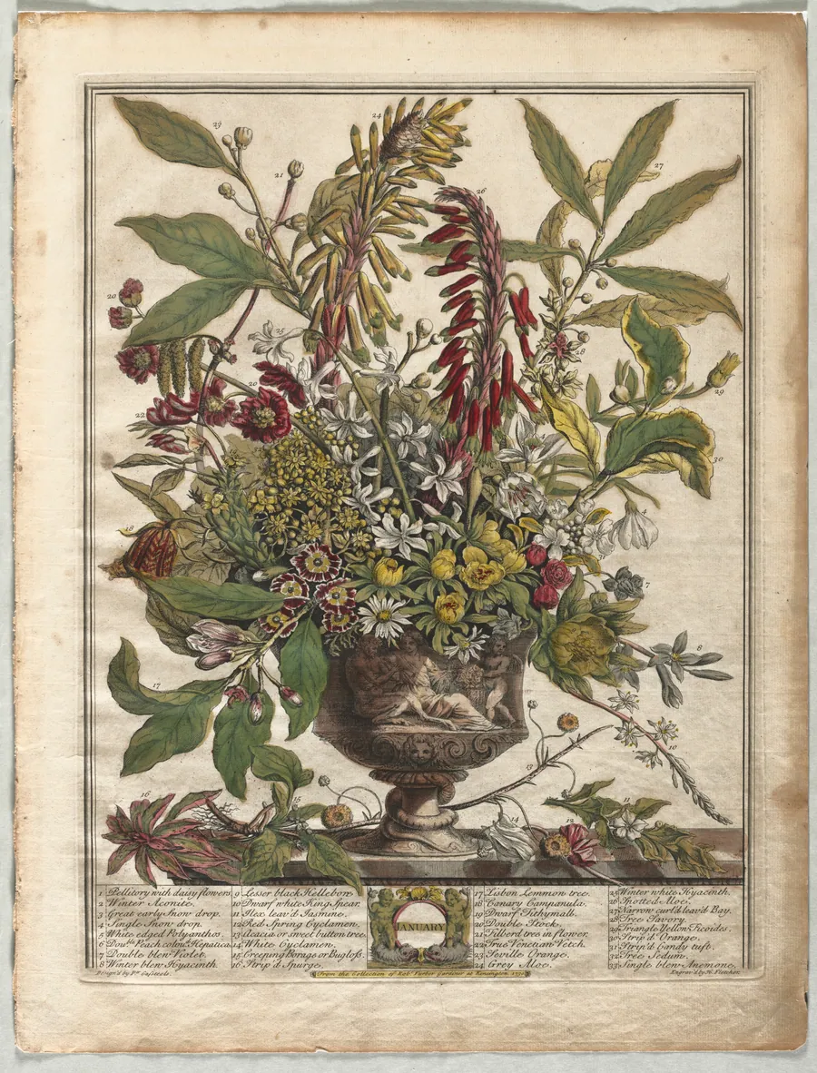 Twelve Months of Flowers:  January by Henry Fletcher