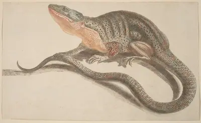 Lizard