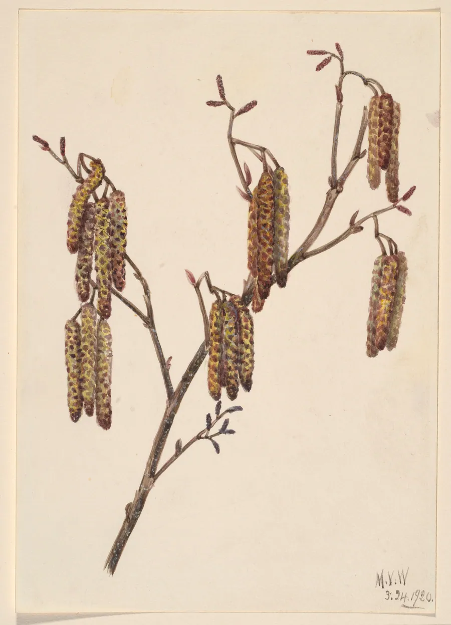 Hazel Alder (Alnus regosa) by Mary Vaux Walcott, born Philadelphia, PA 1860-died St. Andrews, New Brunswick, Canada 1940