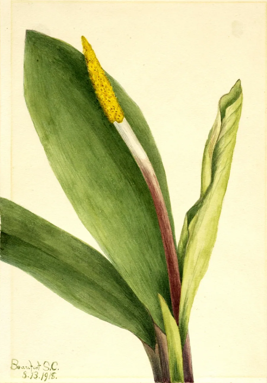 Goldenclub (Orontium aquaticum) by Mary Vaux Walcott, born Philadelphia, PA 1860-died St. Andrews, New Brunswick, Canada 1940