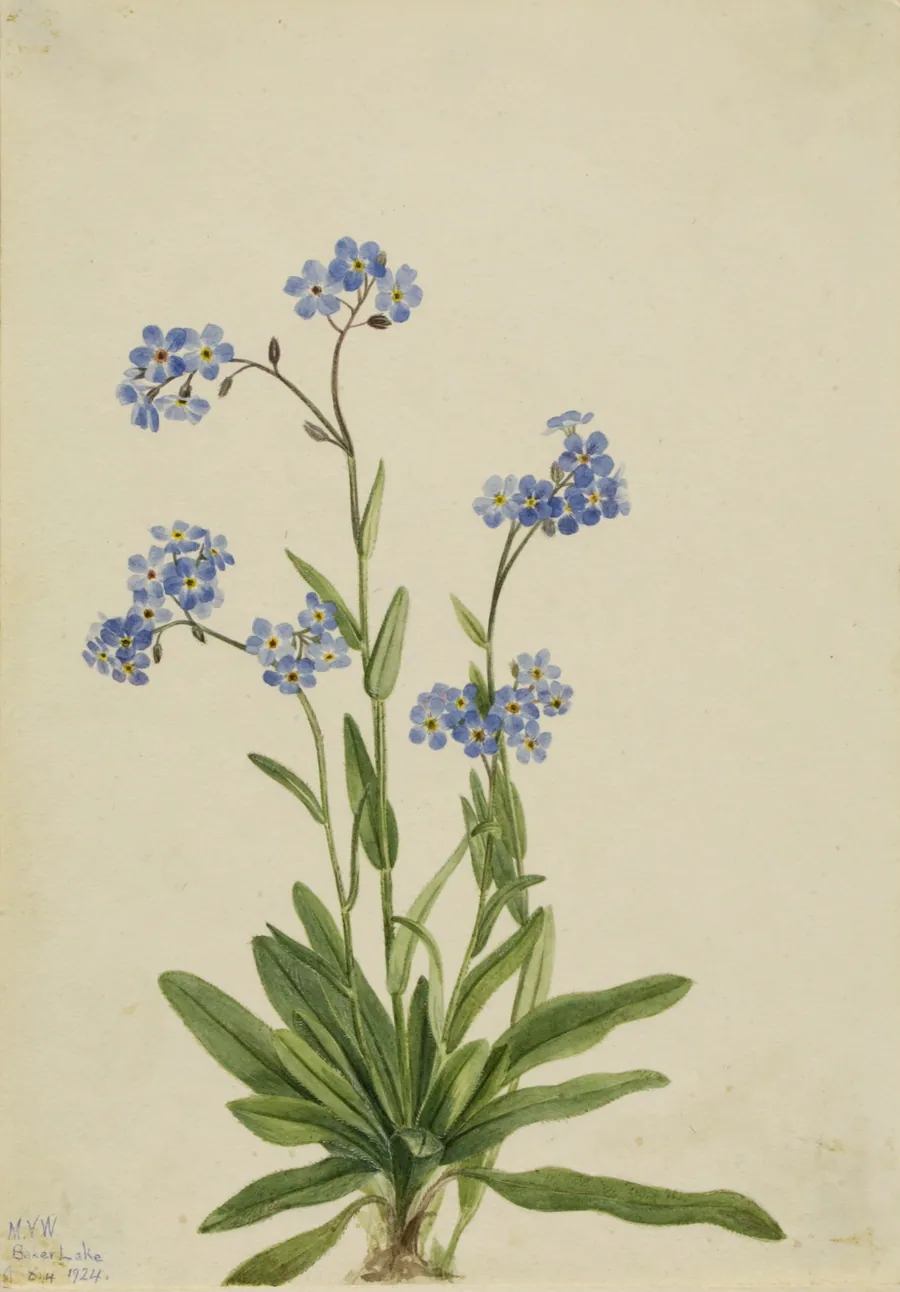 Alpine Forget-me-not (Myosotis alpestris) by Mary Vaux Walcott, born Philadelphia, PA 1860-died St. Andrews, New Brunswick, Canada 1940