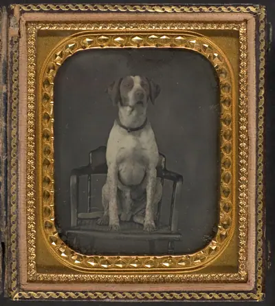 [Dog Posing for Portrait in Photographer's Studio Chair]