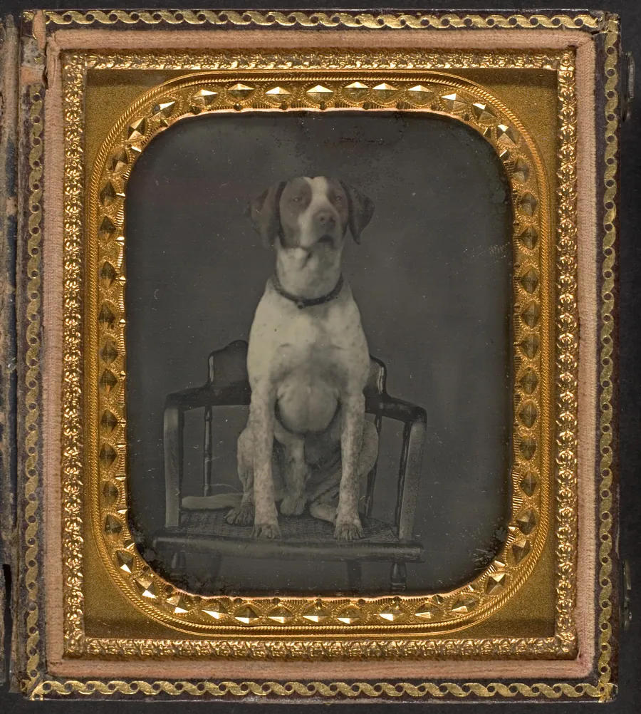[Dog Posing for Portrait in Photographer's Studio Chair] by Rufus Anson