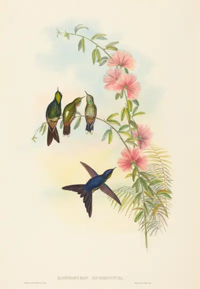 Ramphomicron microrhyncha (Small-billed Thornbill)